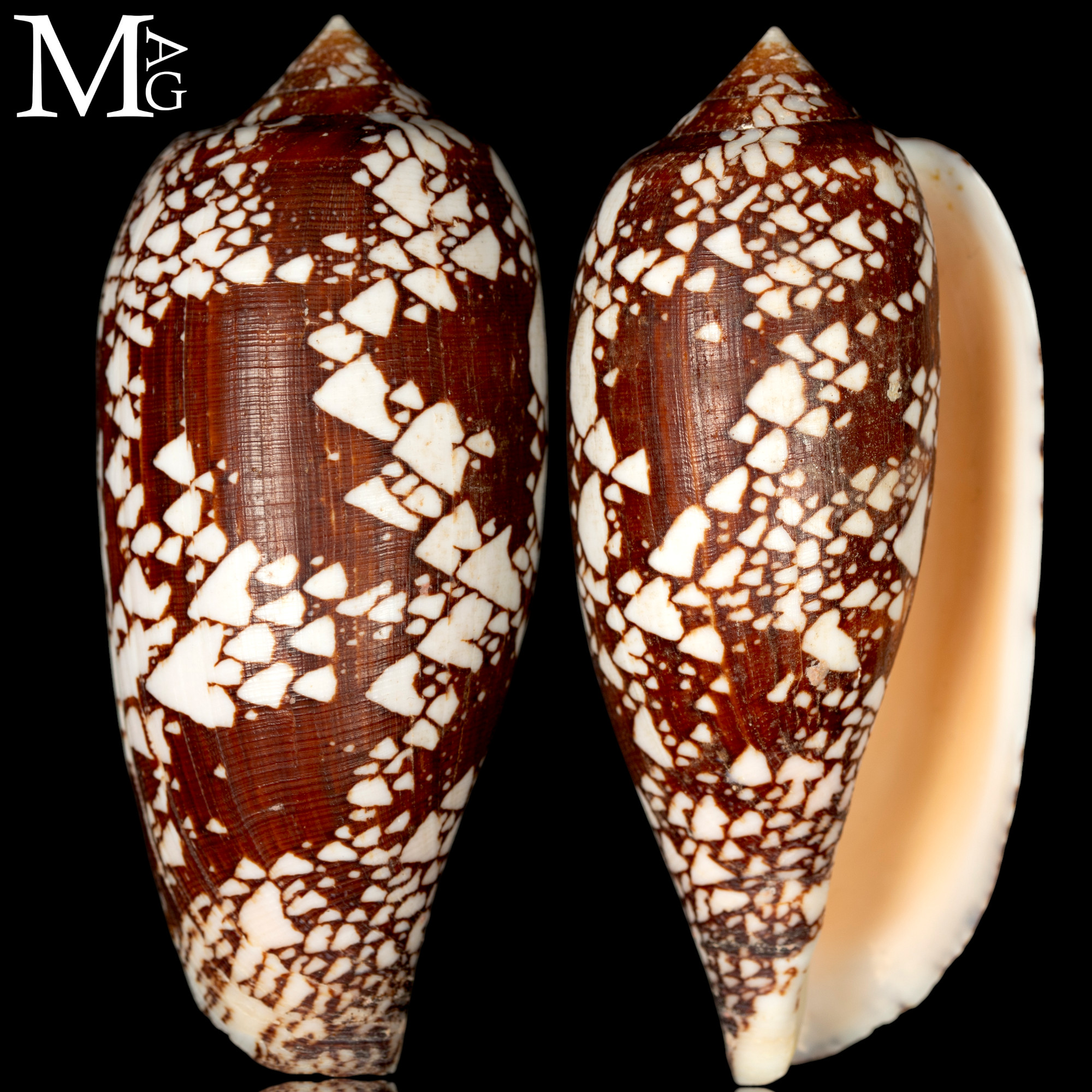 Conus Aulicus f. Propenudus.